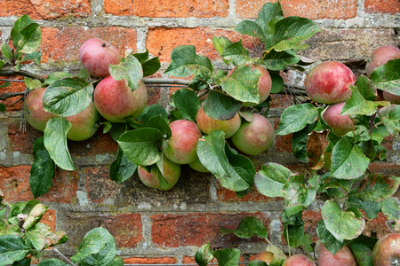 Apple tree with red & green apples growing against a red brick wallの写真素材