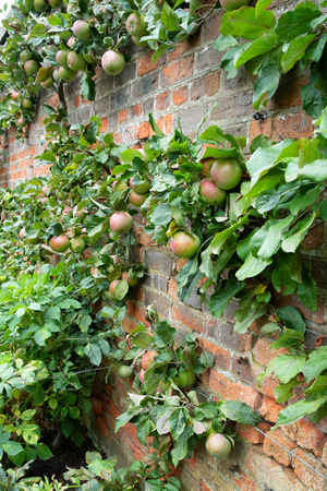 Apple tree with red & green apples growing against a red brick wallの写真素材