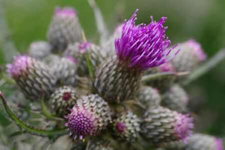Thistle bud with soft focus の写真素材