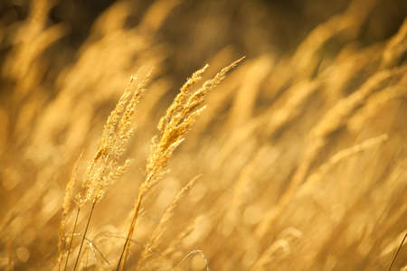 Closeup of yellow autumn grass in sunset after dry summer