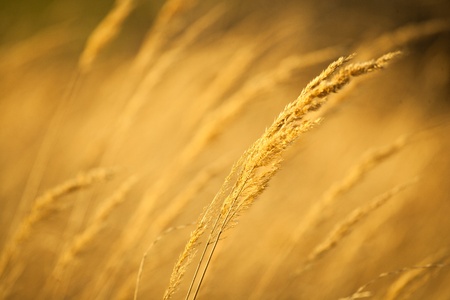 Closeup of yellow autumn grass in sunset after dry summerの写真素材