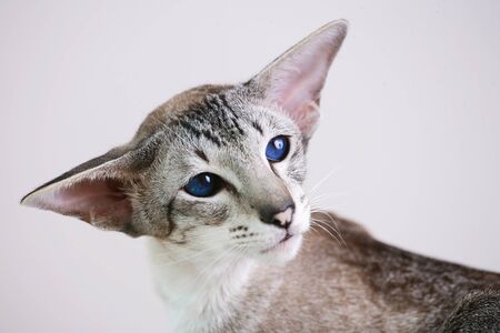 adorable siamese cat kitten with blue eyesの写真素材