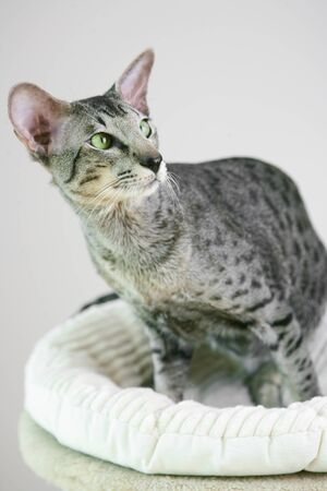 adorable siamese cat kitten with green eyesの写真素材