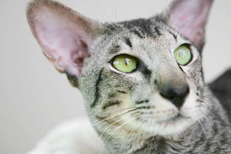 adorable siamese cat kitten with green eyesの写真素材