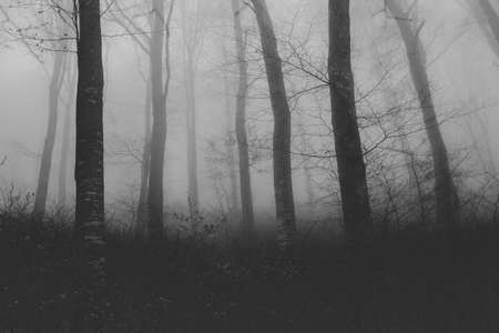 black and white photograph of a weird foggy forestの写真素材