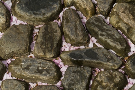 Cherry Blossom Petals between Stonesの写真素材