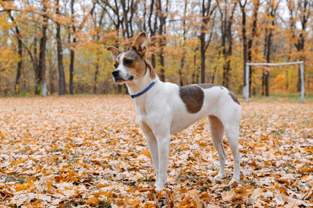 A terrier mixed breed dog with large ears standing outdoorsの写真素材