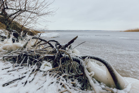 Frozen driftwood on the background of a winter ice lakeの写真素材