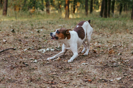 A playful white and brown mixed breed terrier dog in a play bow positionの写真素材