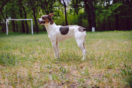 A terrier breed dog stands on a lawn outside on a summer day.の写真素材