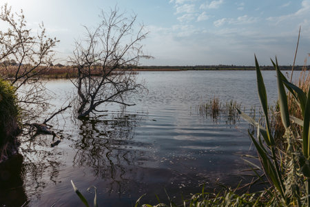 dry tree in a calm lake, reflection in the waterの写真素材