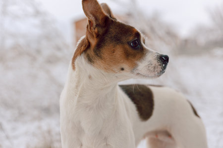 Jack Russell Terrier in winter. Close-up.の写真素材