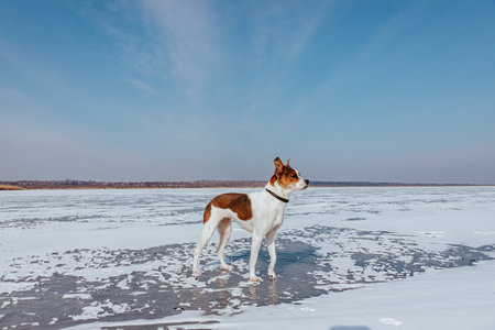 mixed breed Jedek Russell Terrier on a frozen lake on a sunny winter dayの写真素材