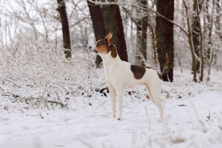 Dog mixed breed Jack Russell Terrier on a walk in the winter forestの写真素材