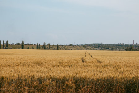 wheat field on a sunny summer day with a trail left by a tractorの写真素材