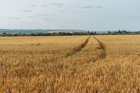 wheat field on a sunny summer day with a trail left by a tractorの写真素材