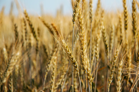 close-up of wheat ears in a field on a sunny summer dayの写真素材