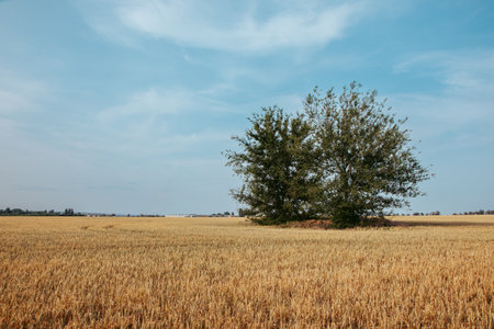 a green tree in the middle of a wheat field on a sunny summer dayの写真素材
