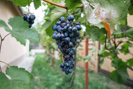 Blue grapes on the vine on an autumn dayの写真素材