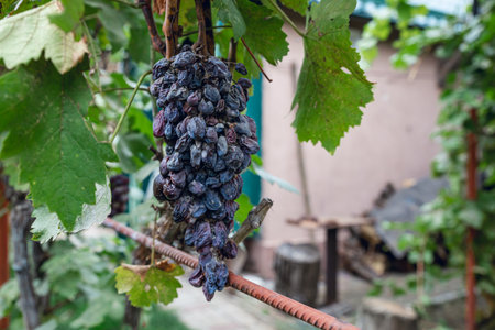 Blue grapes on the vine on an autumn dayの写真素材