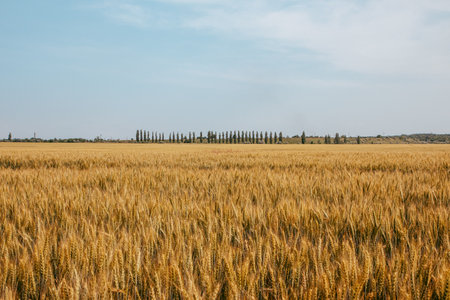 a wheat field on a sunny summer day with trees on the horizonの写真素材