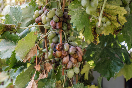 Rotten grapes on a vine on an autumn dayの写真素材