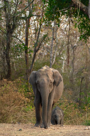 Asian Elephant walking towards Water hole in the wild. Image Captured from Nagarhole Tiger Reserve, India.の写真素材