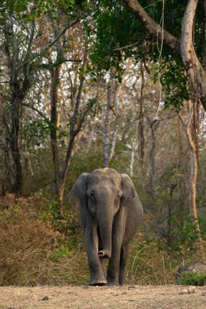 Asian Elephant walking towards water hole in the wild. Image was captured from Nagarhole Tiger Reserve, India.の写真素材