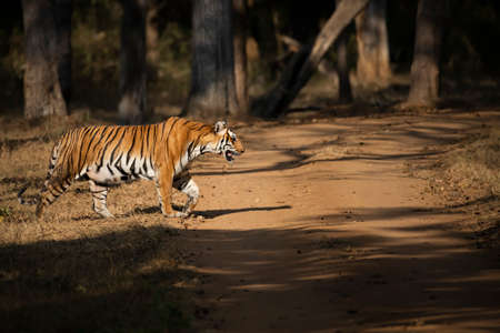 Tiger in the Wild. This Bengal Tiger Image was captured from South Indian Forest.の写真素材