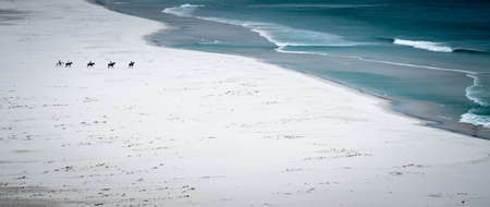 A group of horse riders on a remote beach in south africaの写真素材