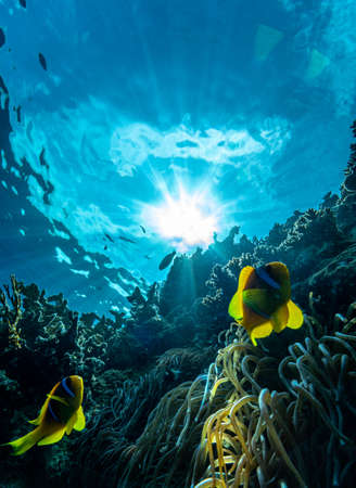 A pair of clownfishs in the red seaの写真素材