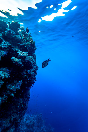 The deep blue water of the red sea.