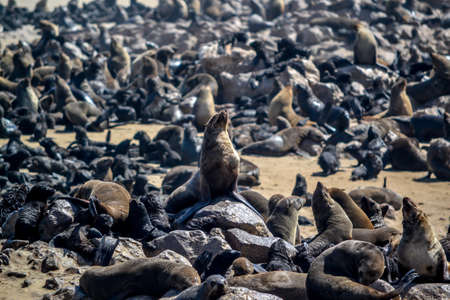 Seal colony near cape cross in namibiaの写真素材