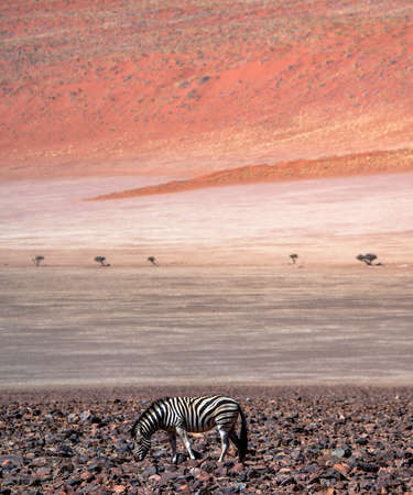 A lonely zebra in the dunes of the namibの写真素材