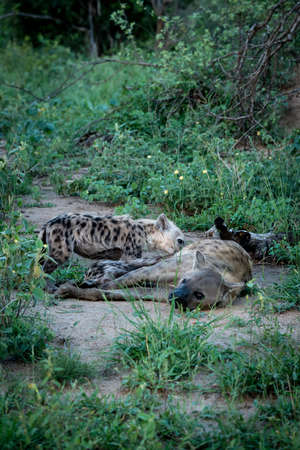 A hyena feeding her babies in Kruger National Parkの写真素材