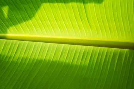Banna Leaf at Bangkok of Thailand  