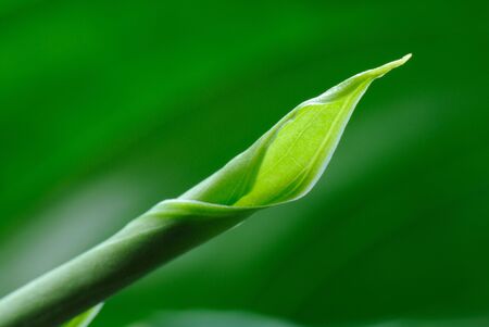 Leaf of Spathiphyllumの写真素材