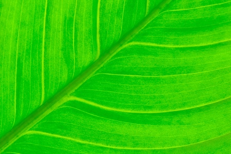 Detail of a fresh green leaf of Spathiphyllumの写真素材