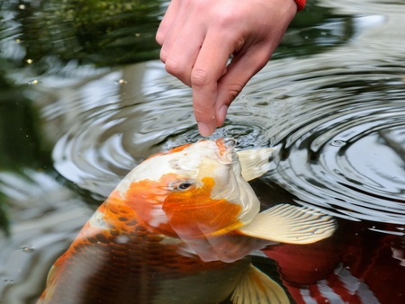 Feeding koi carp by hand (Cyprinus Rubrofuscus)の写真素材