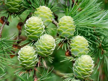Larch cones hanging on branch (Larix decidua)の写真素材