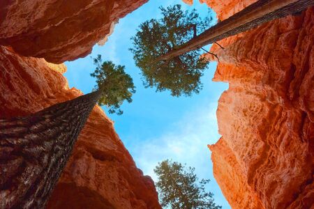 Giant trees struggle for life when surrounded by high steep hoodoos, Bryce Canyon NP, Utah, USAの写真素材