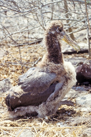 Young waved albatross (Diomedea irrorata) on Espanola, Galapagos Islands, Ecuadorの写真素材