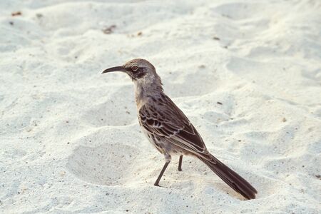 Hood mockingbird (Nesomimus macdonaldi) on beach at Gardner Bay, Espanola, Galapagos Islands, Ecuadorの写真素材