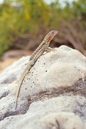 Lava lizard (Tropidurus spp.) on Santa Fe, Galapagos Islands, Ecuadorの写真素材