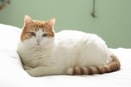 Chubby cat lying downの写真素材