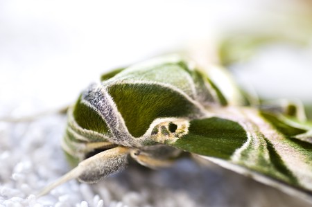 Closeup detail of an Egyptian sphinxmoth on a linen backgroundの写真素材