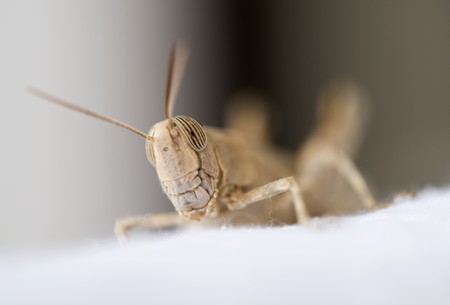 Closeup detail of an Egyptian grasshopper on linenの写真素材