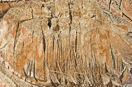 Closeup detail detail of the bark on a palm treeの写真素材