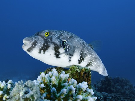 Large whitespotted pufferfish on a tropical coral reefの写真素材