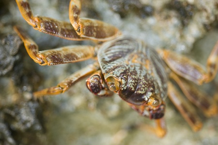 Red Sea swimming crab clinging to a rock out of the water